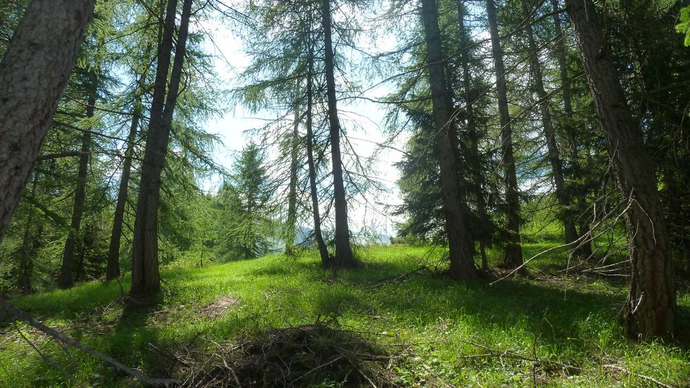 site
